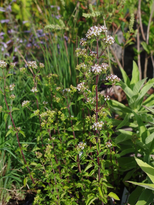 Origanum laevigatum ex Chatto White Herrenhausen