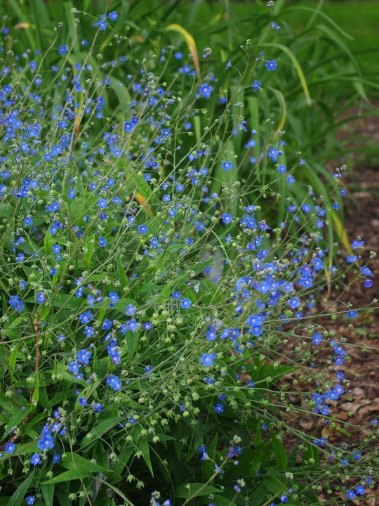 Omphalodes nitida