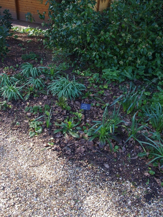 Digitalis ferruginea - Caucasus