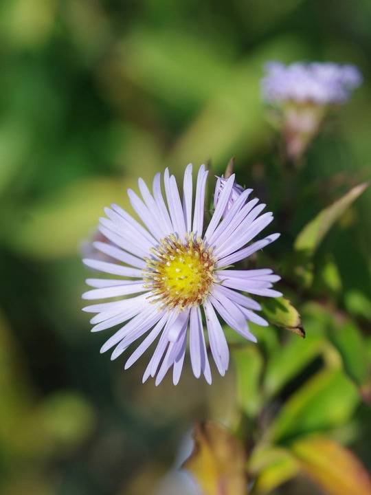 Symphyotrichum puniceum