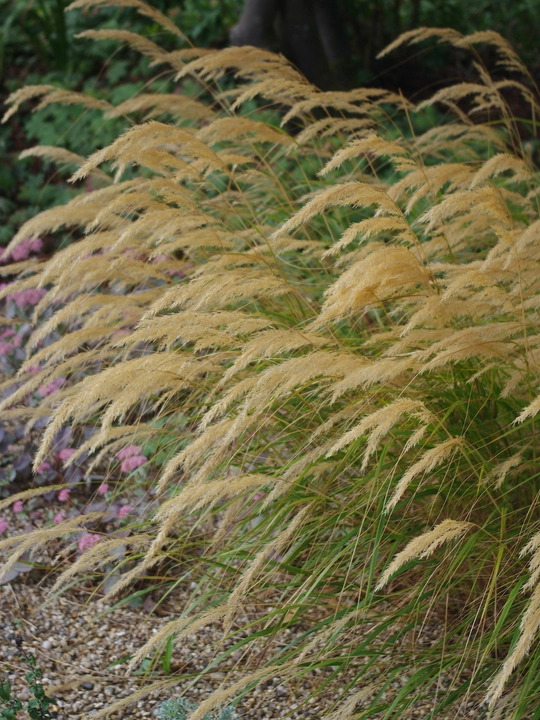 Stipa calamagrostis