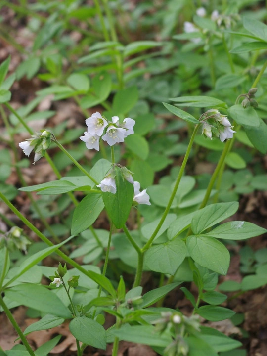 Polemonium reptans 'Virginia White'