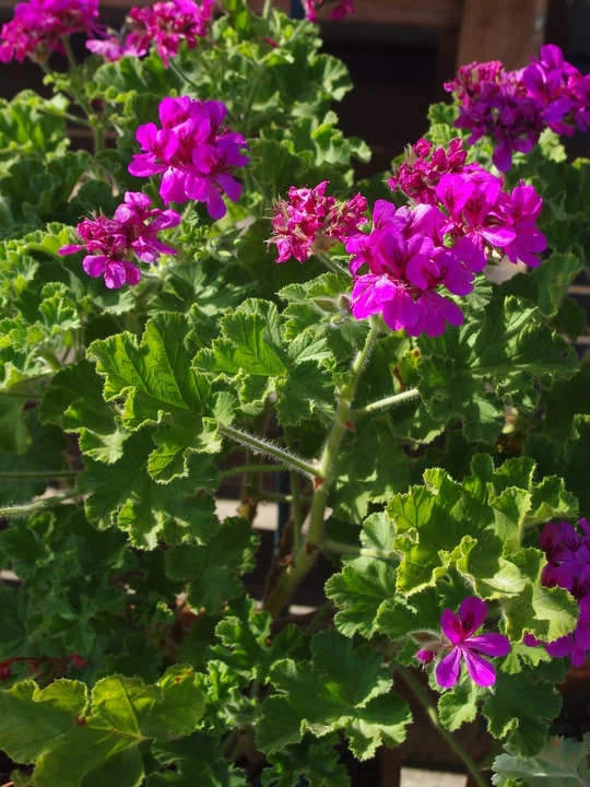 Pelargonium 'Purple Unique'