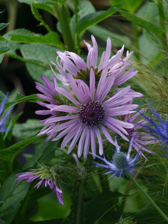 Berkheya purpurea 