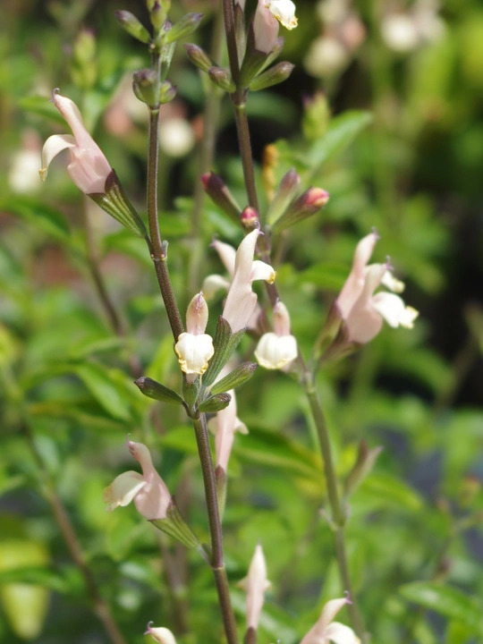 Salvia 'Trelissick'