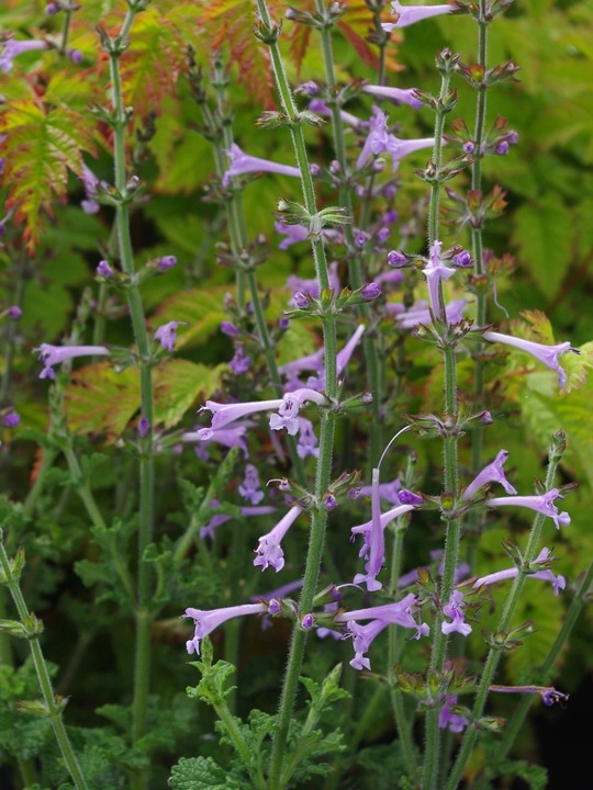 Salvia scabra