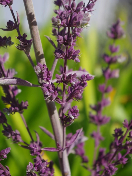 Salvia apiana