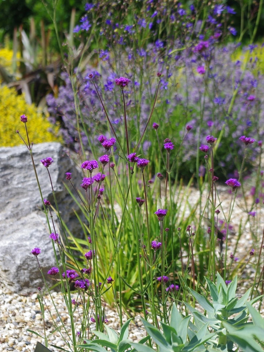 Verbena bonariensis 'Little One'