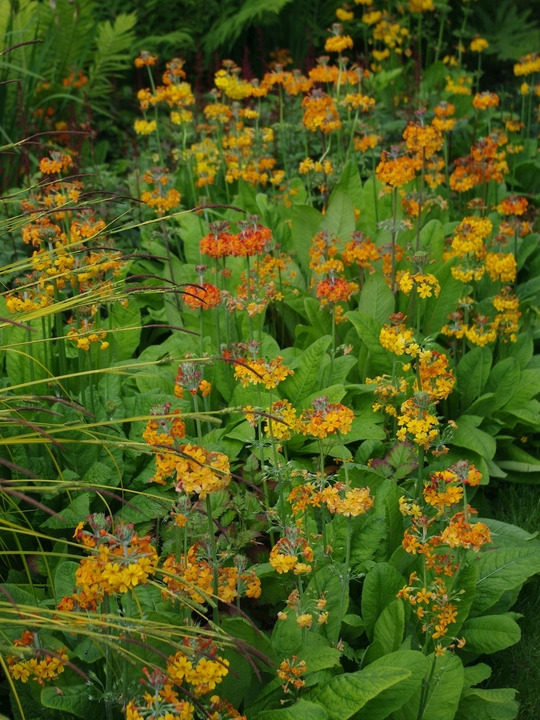Primula x bulleesiana