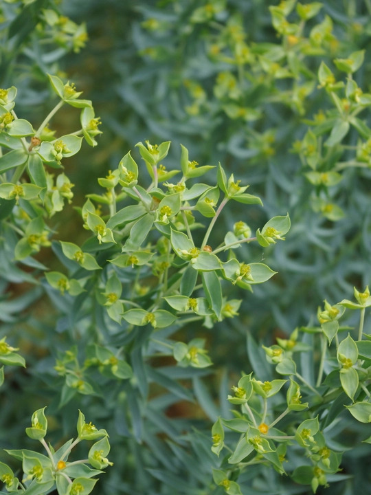 Euphorbia pithyusa