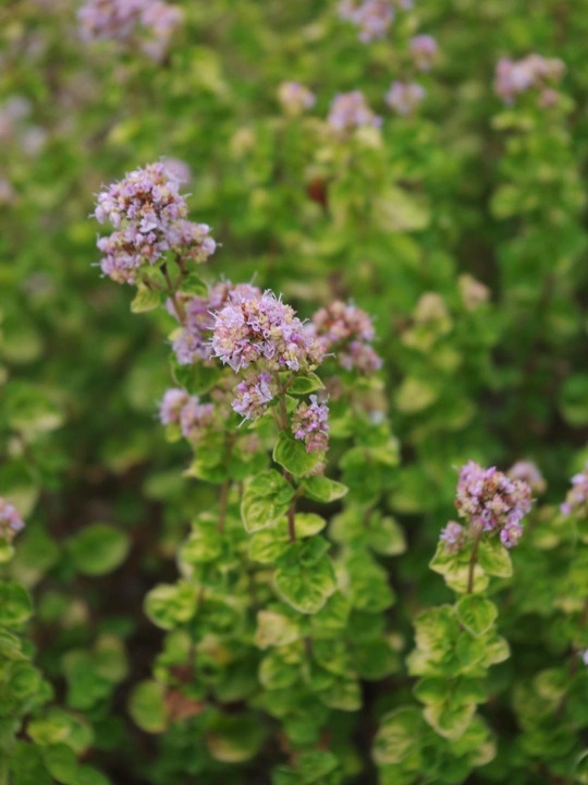 Origanum vulgare 'Aureum Crispum'