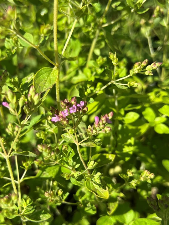 Origanum vulgare 'Pink Mist'