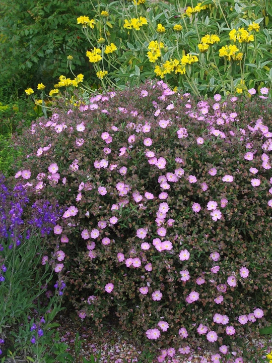 Cistus x skanbergii