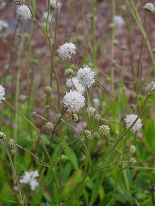 Succisa pratensis dwarf white