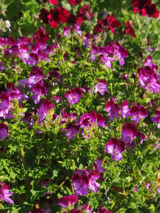 Pelargonium 'Tip Top Duet'