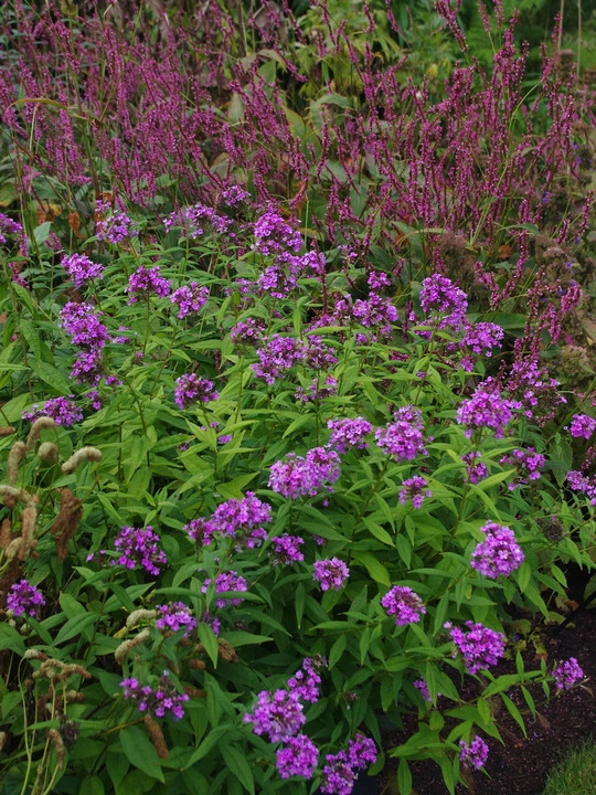 Phlox paniculata 'Jeana'