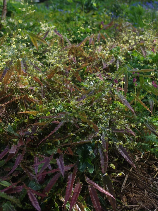 Epimedium 'Spine Tingler'