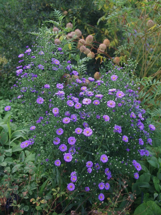 Symphyotrichum novi-belgii 'Blue Eyes'