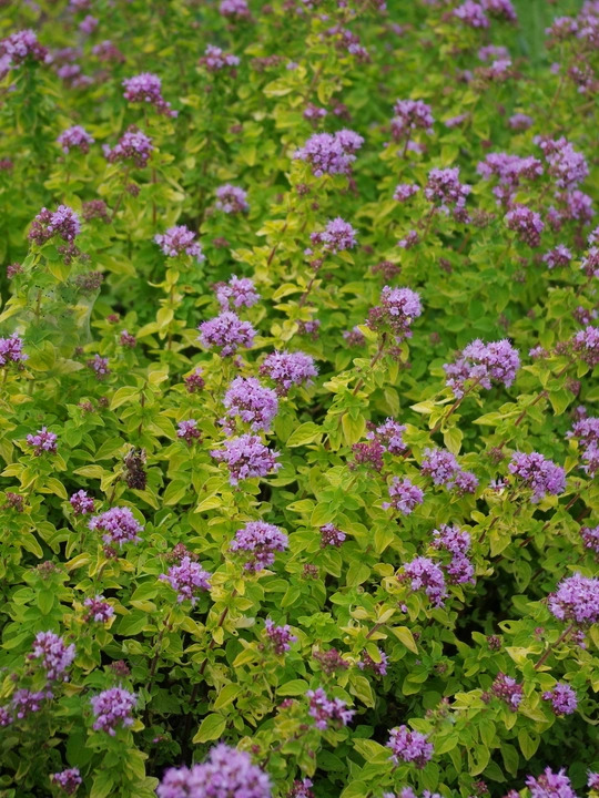 Origanum vulgare 'Pink Thumbles'