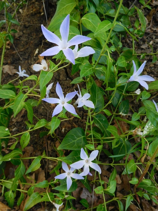 Vinca difformis subsp. sardoa