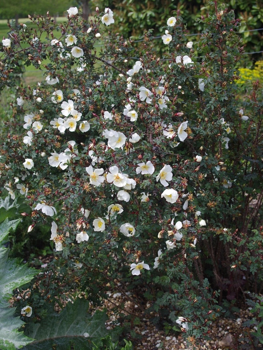 Rosa spinosissima 'Merthyr Mawr'