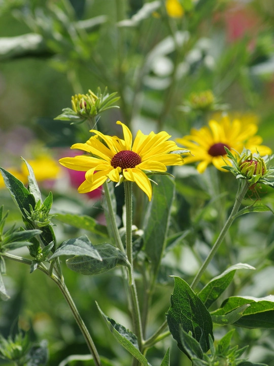 Rudbeckia subtomentosa 'Loofahsa Wheaten Gold'
