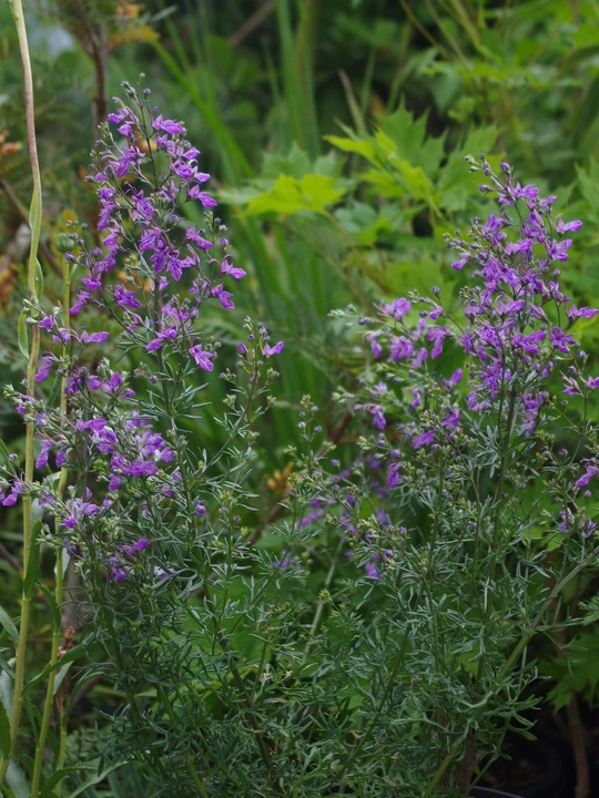 Teucrium orientale