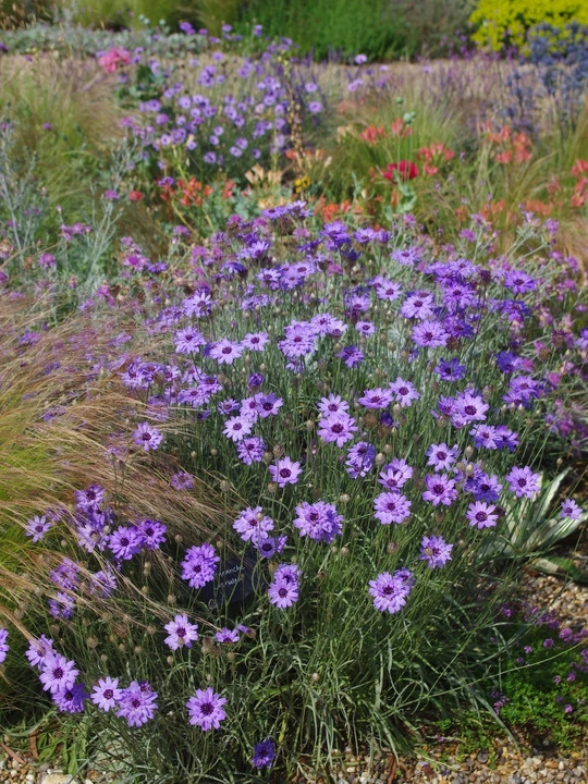 Catananche caerulea