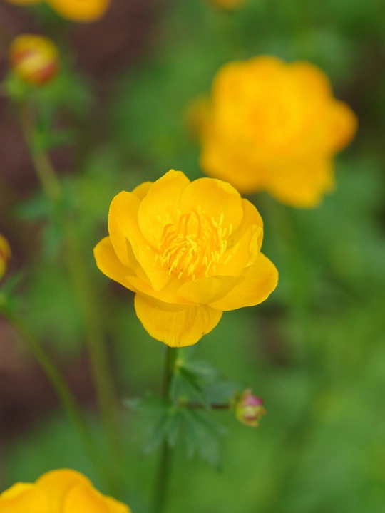 Trollius x cultorum 'Feuertroll'
