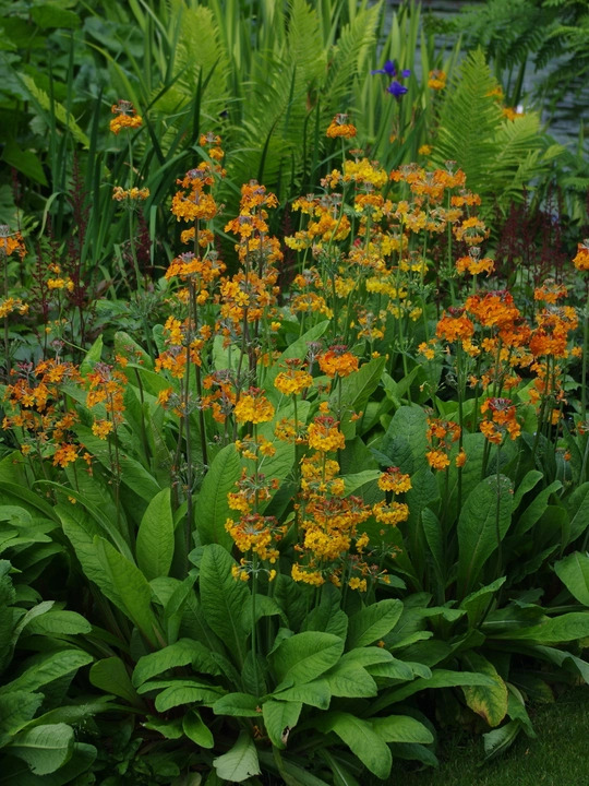 Primula x bulleesiana