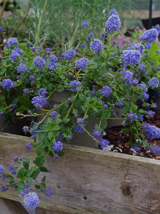 Ceanothus thyrsiflorus var. repens