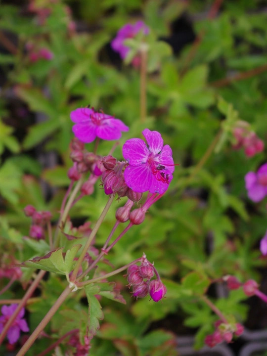 Geranium macrorrhizum wild form