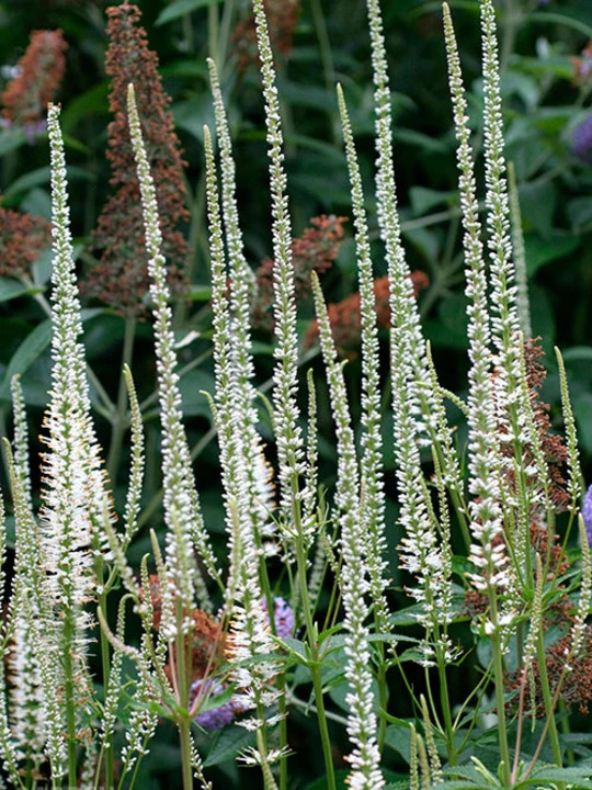 Veronicastrum virginicum 'Album'