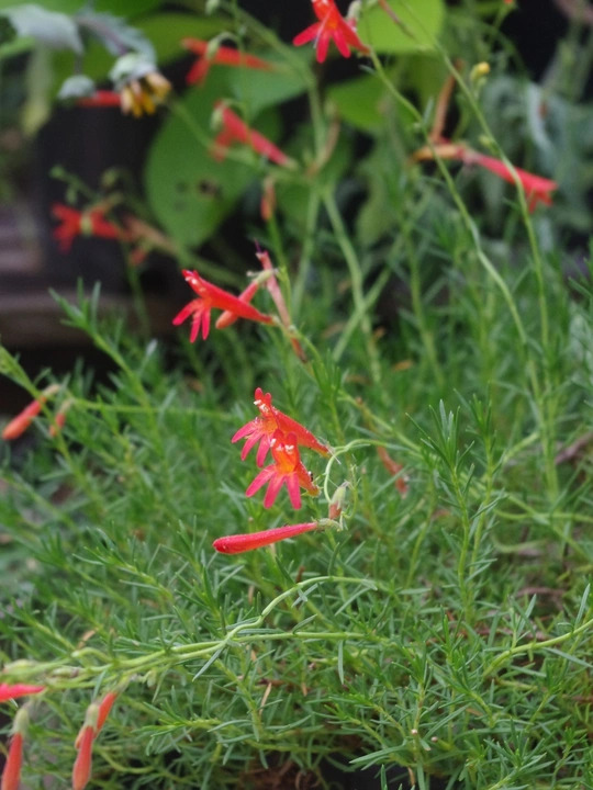 Penstemon pinifolius
