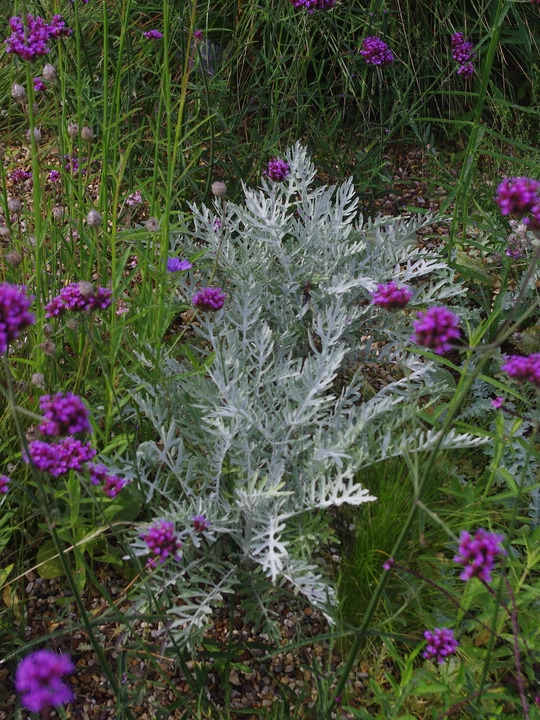 Centaurea 'Silver Feather'