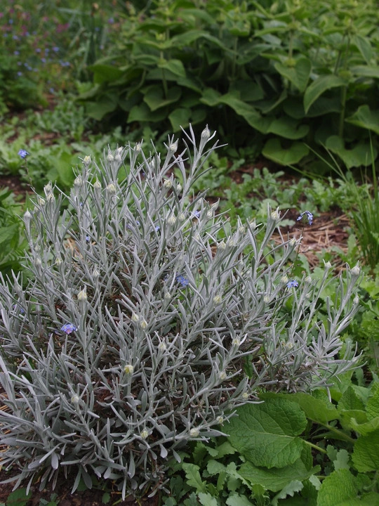 Helichrysum stoechas 'White Barn'