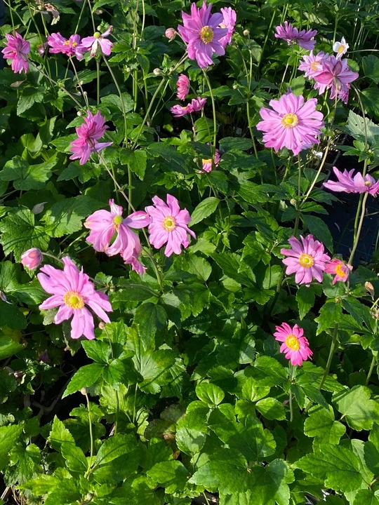 Anemone hupehensis var. japonica 'Pamina'