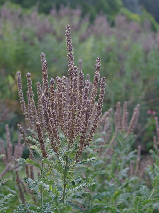 Amorpha canescens