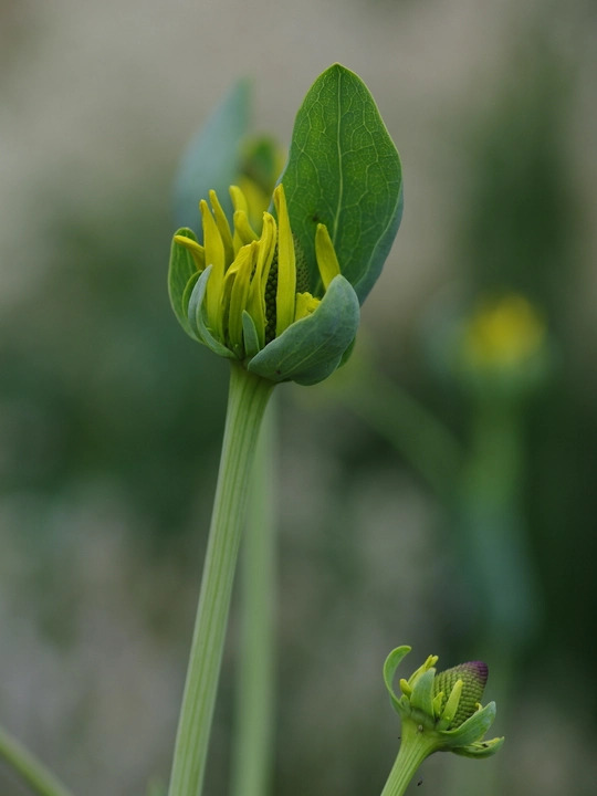 Rudbeckia maxima 'Golda Emanis'