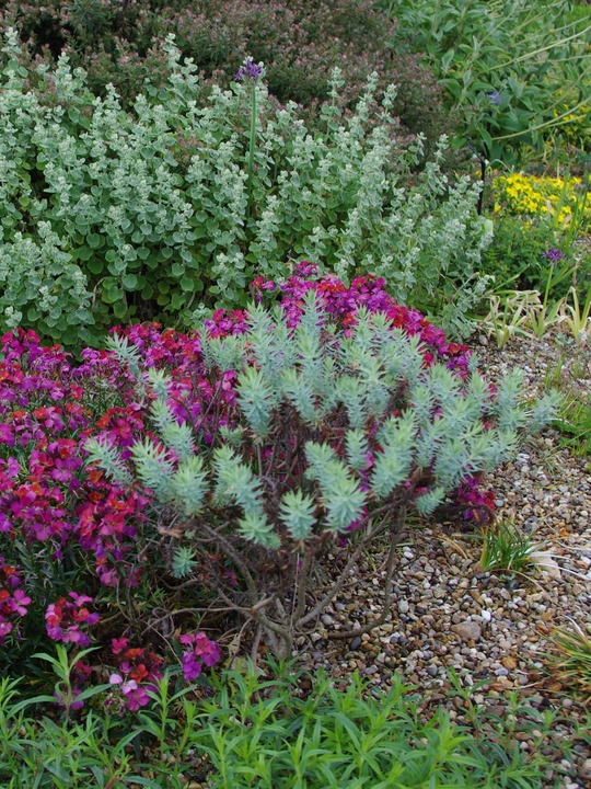 Euphorbia pithyusa