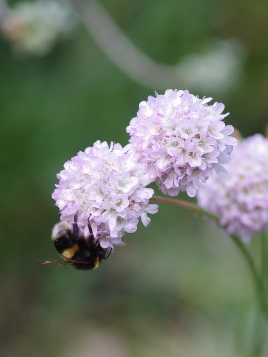 Armeria pungens
