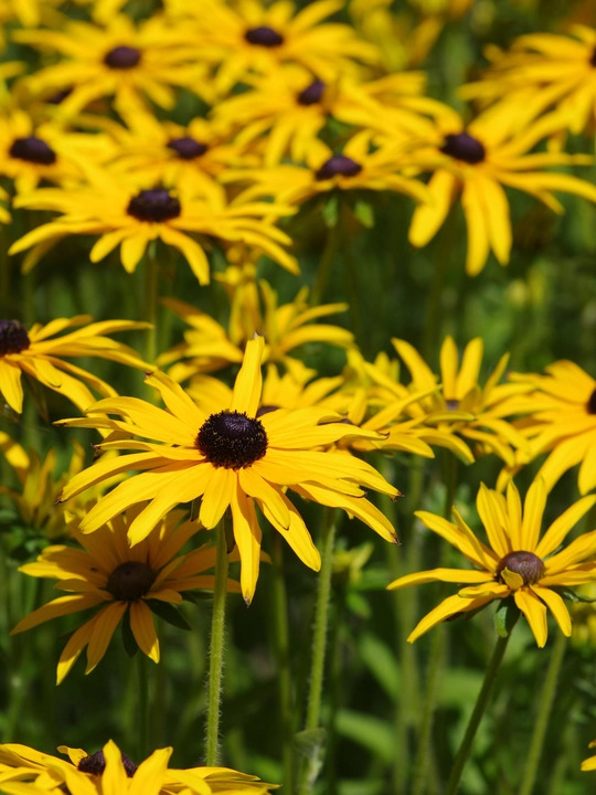 Rudbeckia fulgida var. deamii