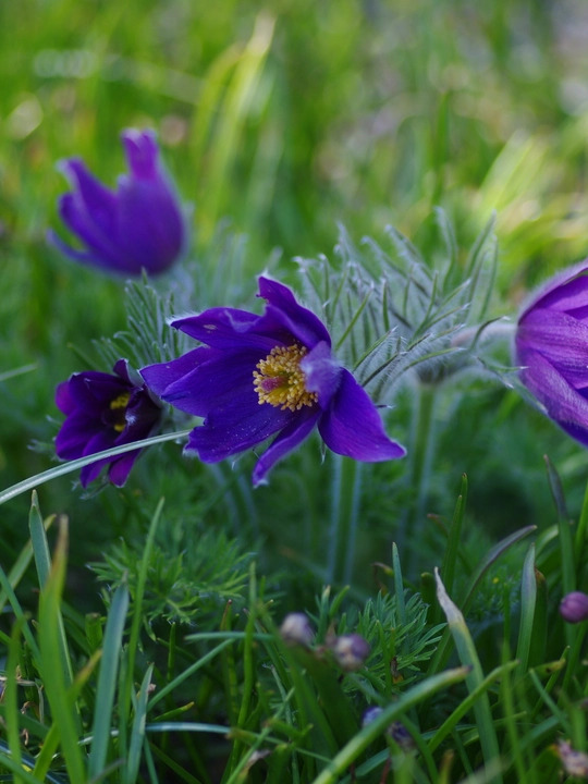 Pulsatilla vulgaris