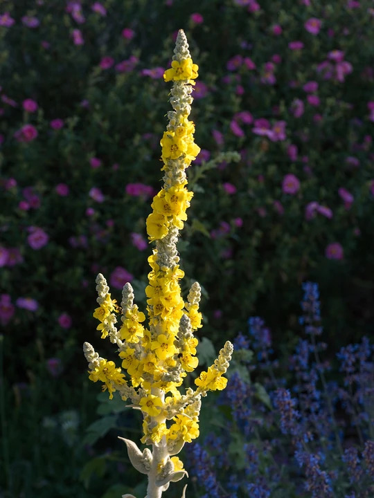Verbascum bombyciferum