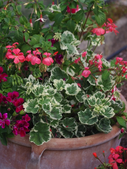 Pelargonium 'Frank Headley'