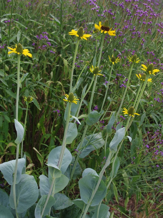 Rudbeckia maxima
