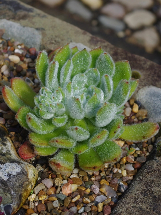 Echeveria setosa