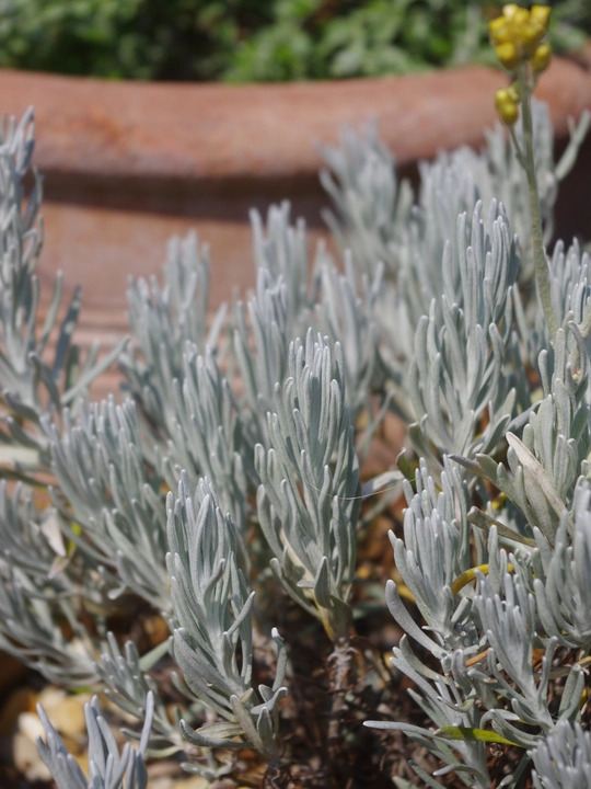 Helichrysum stoechas 'White Barn'