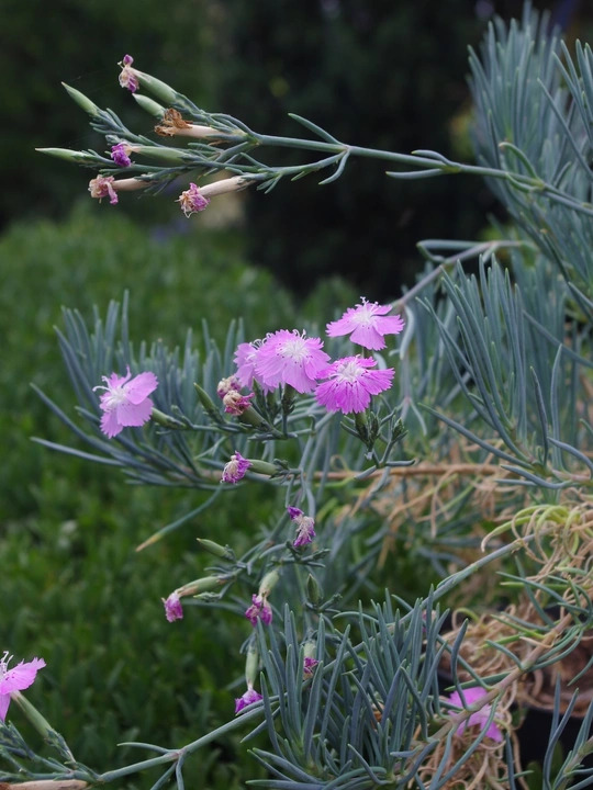 Dianthus fruticosus