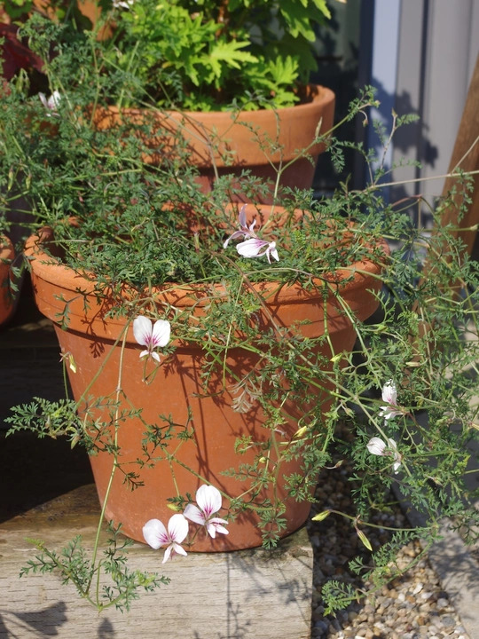 Pelargonium longicaule